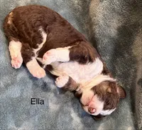 Ella, a female Aussiedoodle for sale in Mountain Home, AR – 3 of 3