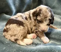 Flynn, a male Aussiedoodle for sale in Mountain Home, AR – 1 of 3
