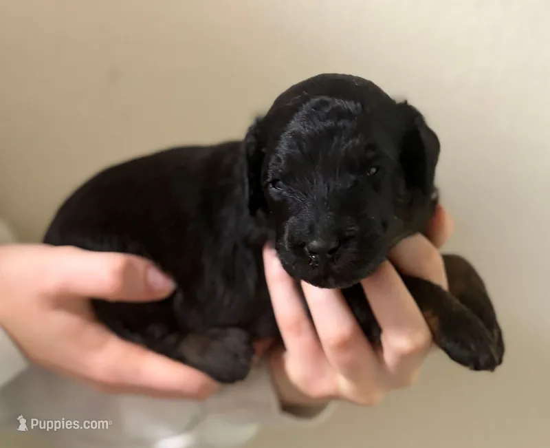 Harry – Aussiedoodle puppy for sale in Mountain Home, AR