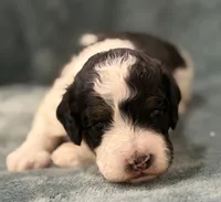 Ron, a male Aussiedoodle for sale in Mountain Home, AR – 2 of 4