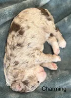 Charming, a male Aussiedoodle for sale in Mountain Home, AR – 1 of 1