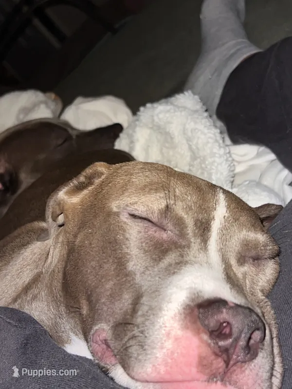 Estrella  – American Pit Bull Terrier puppy for sale in Oxnard, CA
