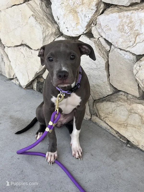 Star – American Pit Bull Terrier puppy for sale in Oxnard, CA