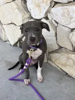 Star, a female American Pit Bull Terrier for sale in Oxnard, CA – 1 of 3