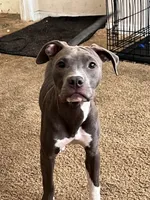 Star, a female American Pit Bull Terrier for sale in Oxnard, CA – 3 of 3