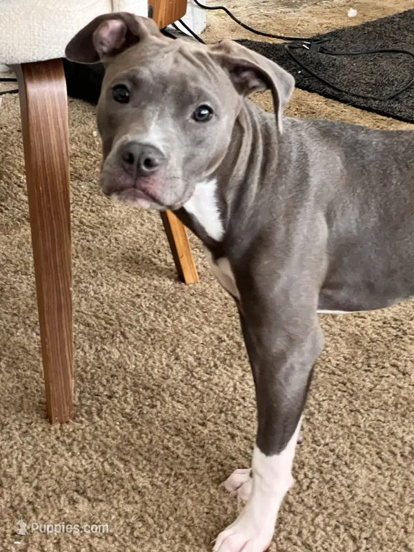Bella  – American Pit Bull Terrier puppy for sale in Oxnard, CA