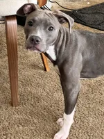 Star, a female American Pit Bull Terrier for sale in Oxnard, CA – 2 of 3