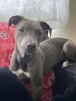 Luna , a female American Pit Bull Terrier for sale in Oxnard, CA – 1 of 1
