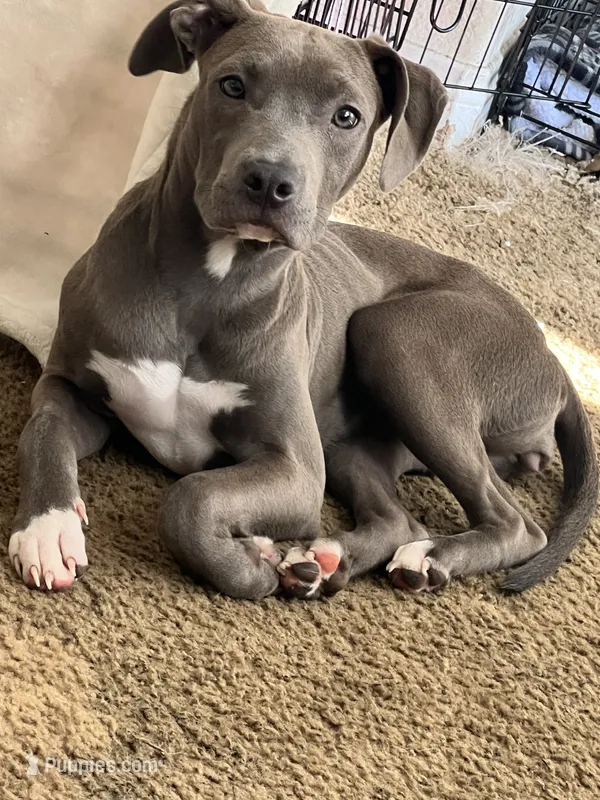 Luna  – American Pit Bull Terrier puppy for sale in Oxnard, CA