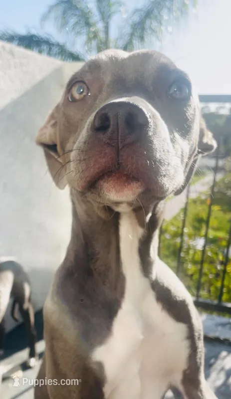 Star  – American Pit Bull Terrier puppy for sale in Oxnard, CA