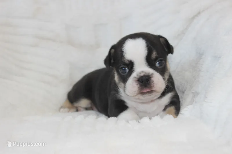 AKC Della – French Bulldog puppy for sale in El Dorado Springs, MO
