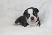 AKC Della, a female French Bulldog for sale in El Dorado Springs, MO – 1 of 6