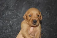 AKC Dune - yellow, a male Golden Retriever for sale in El Dorado Springs, MO – 2 of 4