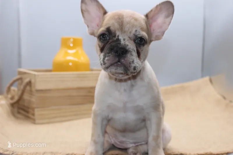 AKC Posie – French Bulldog puppy on hold in El Dorado Springs, MO