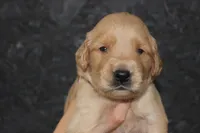 AKC Sunny - black, a male Golden Retriever for sale in El Dorado Springs, MO – 2 of 4