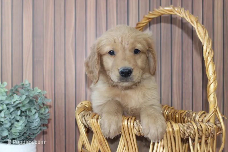 AKC Finn - orange – Golden Retriever puppy for sale in El Dorado Springs, MO