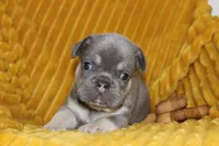 AKC Sully, a male French Bulldog for sale in El Dorado Springs, MO – 4 of 7