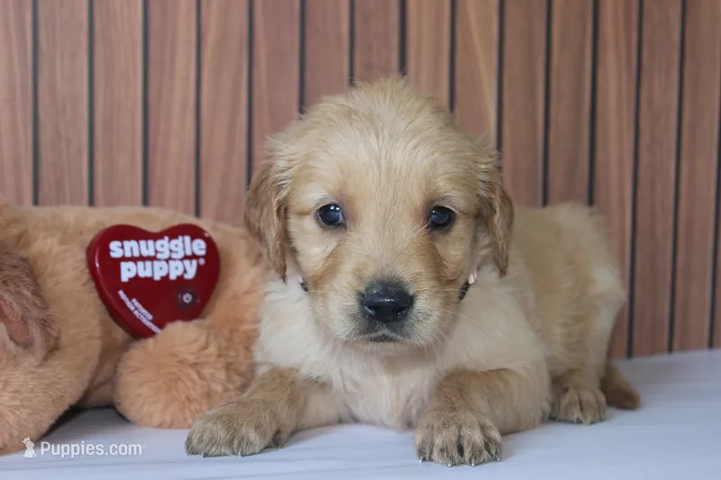 AKC Pearl - light pink  – Golden Retriever puppy for sale in El Dorado Springs, MO