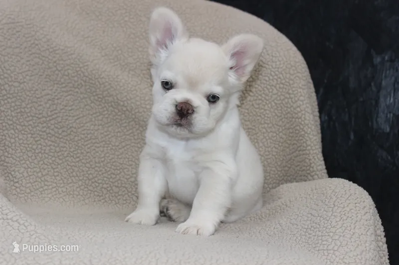 AKC Enzo -fluffy – French Bulldog puppy for sale in El Dorado Springs, MO
