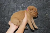AKC Ember - pink, a female Golden Retriever for sale in El Dorado Springs, MO – 2 of 3