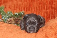 AKC Autumn , a female French Bulldog for sale in El Dorado Springs, MO – 5 of 7
