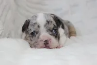 AKC Darla , a female French Bulldog for sale in El Dorado Springs, MO – 7 of 7