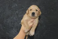 AKC Tide - light green, a male Golden Retriever for sale in El Dorado Springs, MO – 4 of 4
