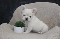 AKC Enzo -fluffy, a male French Bulldog for sale in El Dorado Springs, MO – 2 of 10
