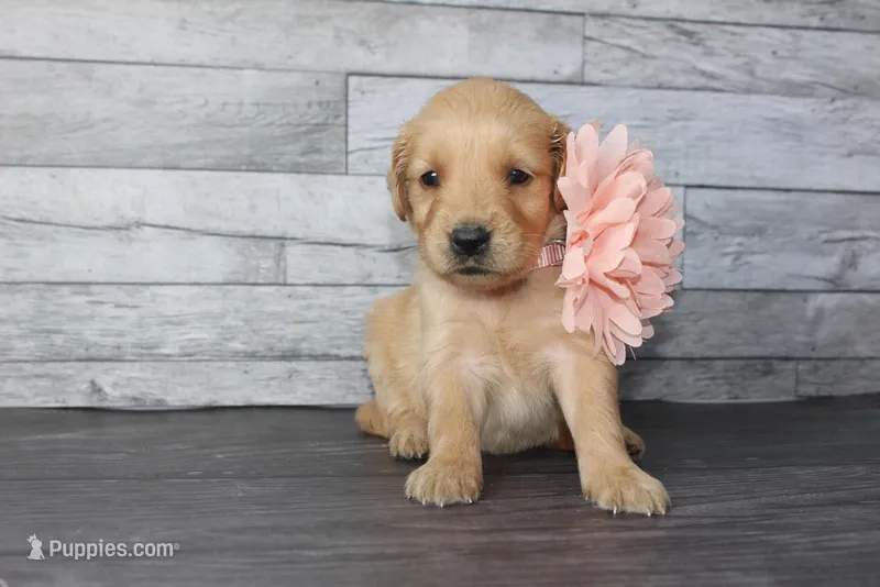 AKC Pearl - light pink  – Golden Retriever puppy for sale in El Dorado Springs, MO