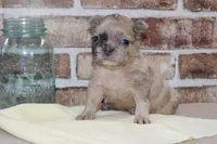 AKC Ash-fluffy, a male French Bulldog for sale in El Dorado Springs, MO – Photo 4 of 6