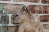 AKC Ash-fluffy, a male French Bulldog for sale in El Dorado Springs, MO – Photo 5 of 6