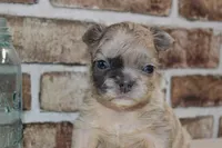 AKC Ash-fluffy, a male French Bulldog for sale in El Dorado Springs, MO – Photo 3 of 6