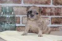 AKC Ash-fluffy, a male French Bulldog for sale in El Dorado Springs, MO – Photo 6 of 6