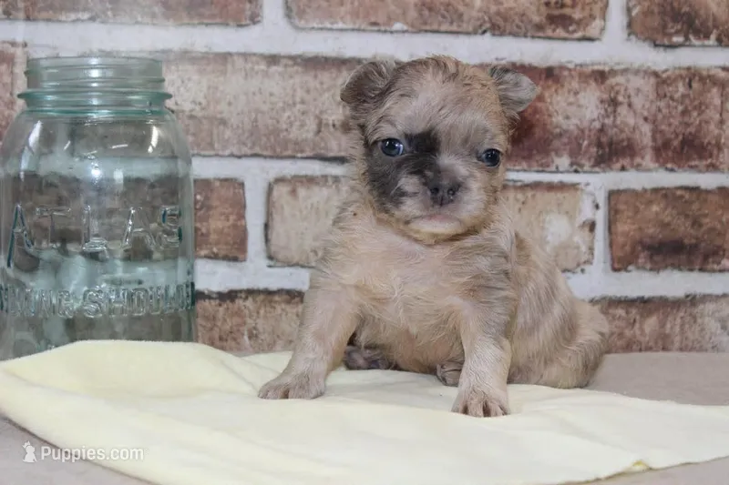 AKC Ash-fluffy – French Bulldog puppy for sale in El Dorado Springs, MO