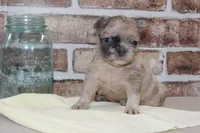 AKC Ash-fluffy, a male French Bulldog for sale in El Dorado Springs, MO – Photo 1 of 6