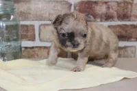 AKC Ash-fluffy, a male French Bulldog for sale in El Dorado Springs, MO – Photo 2 of 6