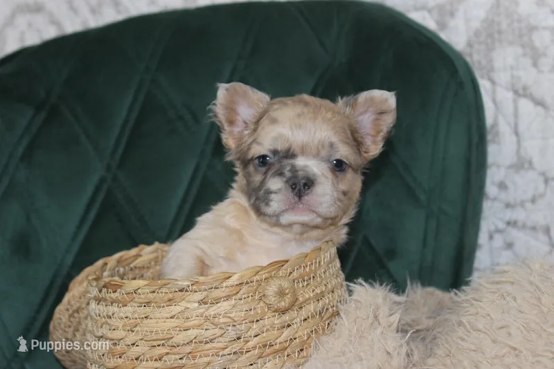 AKC Ash-fluffy – French Bulldog puppy for sale in El Dorado Springs, MO