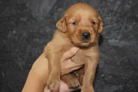 AKC Rio -  blue, a male Golden Retriever for sale in El Dorado Springs, MO – 3 of 4