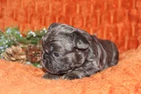 AKC Autumn , a female French Bulldog for sale in El Dorado Springs, MO – 4 of 7