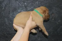 AKC Ray -green , a male Golden Retriever for sale in El Dorado Springs, MO – 4 of 4