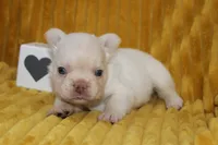AKC Enzo -fluffy, a male French Bulldog for sale in El Dorado Springs, MO – 2 of 7