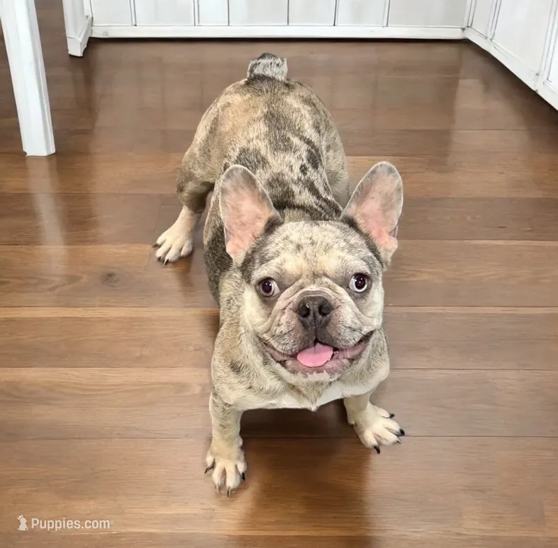 AKC Holly – French Bulldog puppy for sale in El Dorado Springs, MO
