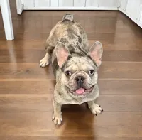 AKC Holly, a female French Bulldog for sale in El Dorado Springs, MO – 1 of 1