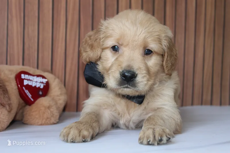 AKC Sunny - black – Golden Retriever puppy for sale in El Dorado Springs, MO