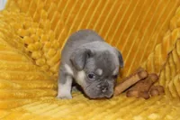 AKC Sully, a male French Bulldog for sale in El Dorado Springs, MO – 7 of 7