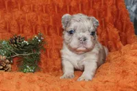 AKC Pumpkin, a female French Bulldog for sale in El Dorado Springs, MO – 6 of 6