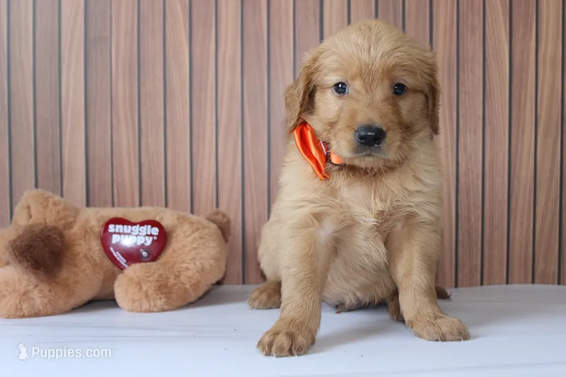AKC Finn - orange – Golden Retriever puppy for sale in El Dorado Springs, MO