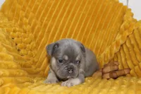AKC Sully, a male French Bulldog for sale in El Dorado Springs, MO – 5 of 7