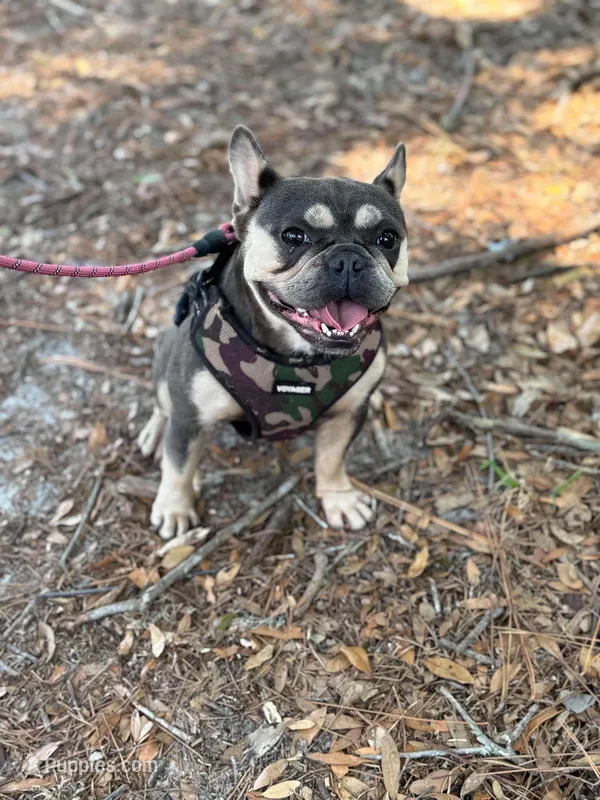 AKC Scarlett – French Bulldog puppy on hold in El Dorado Springs, MO