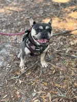AKC Scarlett, a female French Bulldog for sale in El Dorado Springs, MO – 1 of 2